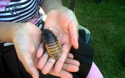 Exotic Pet Parties 9