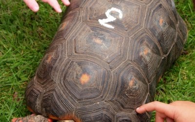 Exotic Pet Parties 4