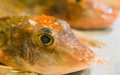 Gurnard