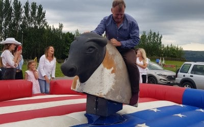 Rodeo bull 