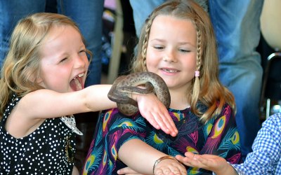 rainbow boa