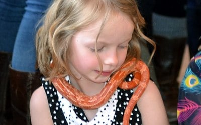 corn snake