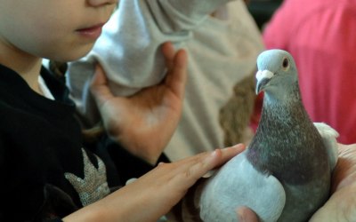pigeon