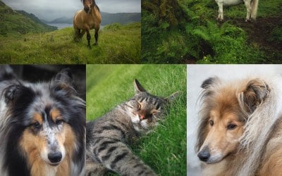Pet & Animal Photography