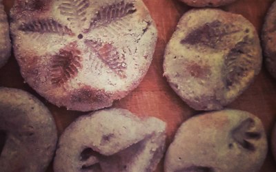 Jurassic fossil hunt