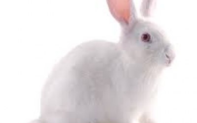 Animals magically appear
