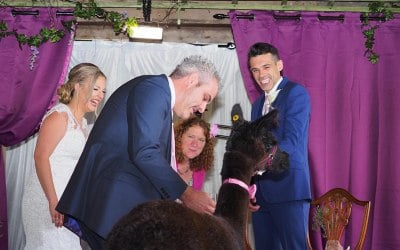 Alpaca Ring Bearer