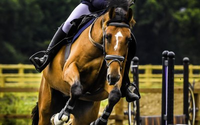 show jumping event