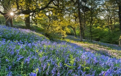 Woodland Dawn