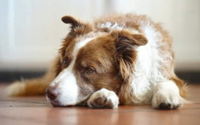 Photos of your best friend