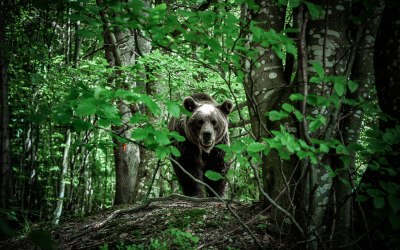 Mother bear smiling to visitors.