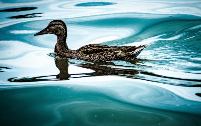 The bad duck on the peaceful lake.