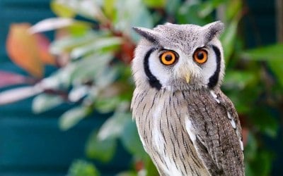Owlsome Animals!