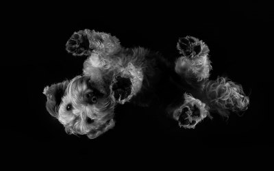 Paws on the Floor