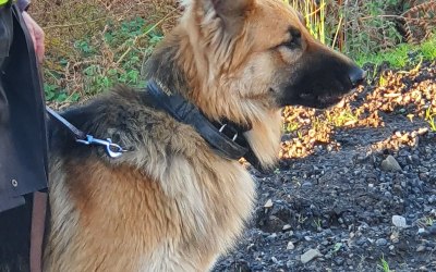 Our K9 unit on location deterring thefts. 