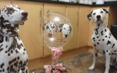 Hand Painted pet portrait balloon