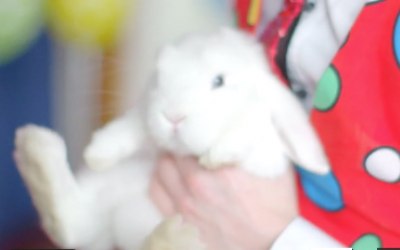 The live magic rabbit