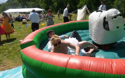 rodeo sheep