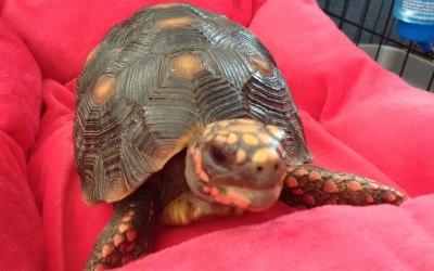 Rayo the Tortoise