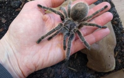 Tarantulas Tilly, Tia & Tango
