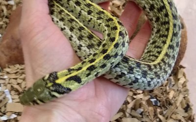 Snakes Olive, Star, Autumn & Rio