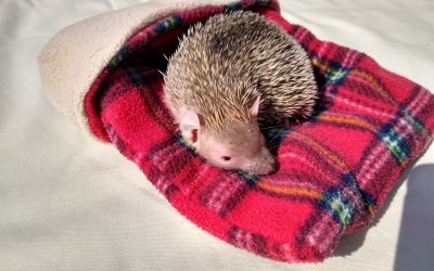 Thislte the Tenrec & Luna the Hedgehog