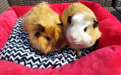 Guinnea Pigs Remy, Raffy & Percy