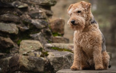 Pet Photography