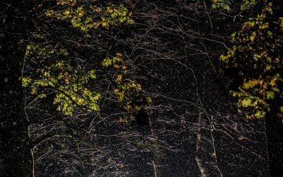 nal-0833.jpg nal-0833.jpg