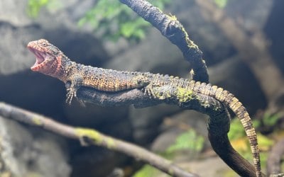 img-9558.jpeg img-9558.jpeg