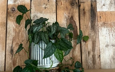 img-2995.jpeg img-2995.jpeg