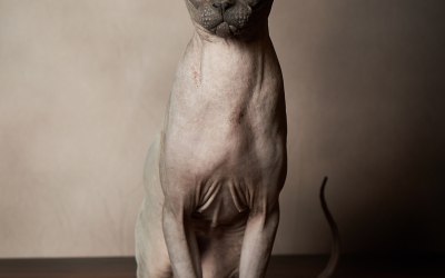 dsc06247.jpeg dsc06247.jpeg