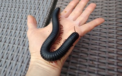 Millipedes, Cockroaches, Stick Insects & Snails