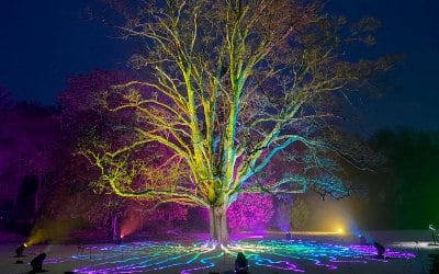 Creative lighting of nature on a winter trail.