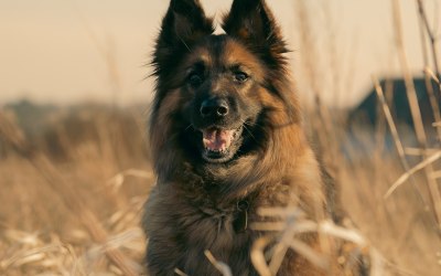Pet Photography