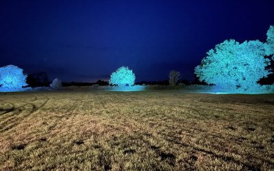 Colour changing tree uplighting