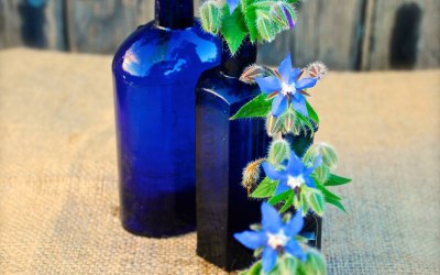 Cobalt blue glass bottles filled with tiny borage flowers