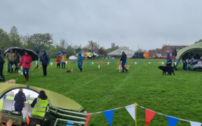 Dog Show