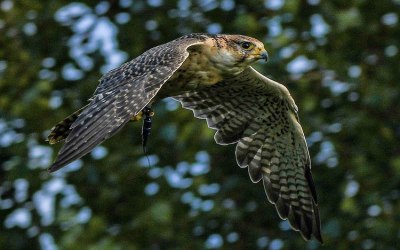 Our birds can fly free at events