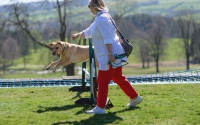 Fun Dog Agility