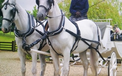 Wedding Event/Horse Drawn Carriage 