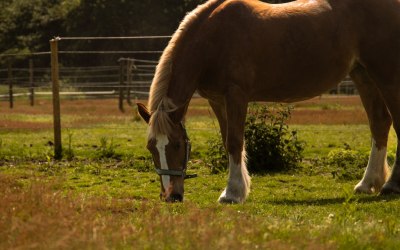 Equine photography 