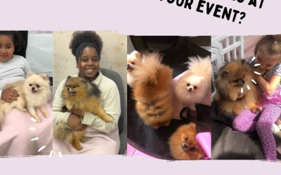 We Provide Animals For Events
