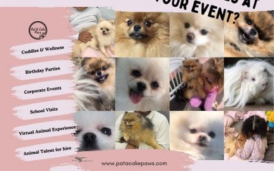 We Provide Animals For Events