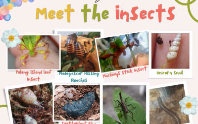 Meet the Insects