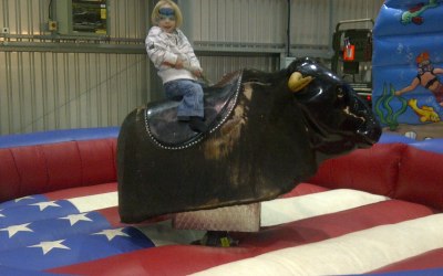 rodeo  bull