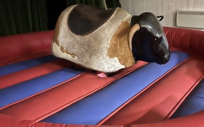 Rodeo bull