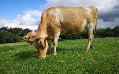 The cows used by Roskilly’s our ice cream provider are the stunning Jersey. Farmed organically and sustainably for generations they are prised for their rich creamy milk. 