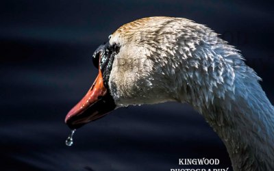 Kingwood Photography 