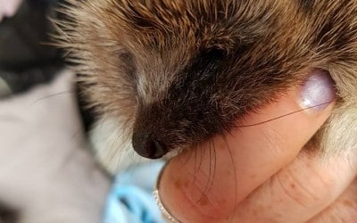 Wild hedgehog we had rescued for winter